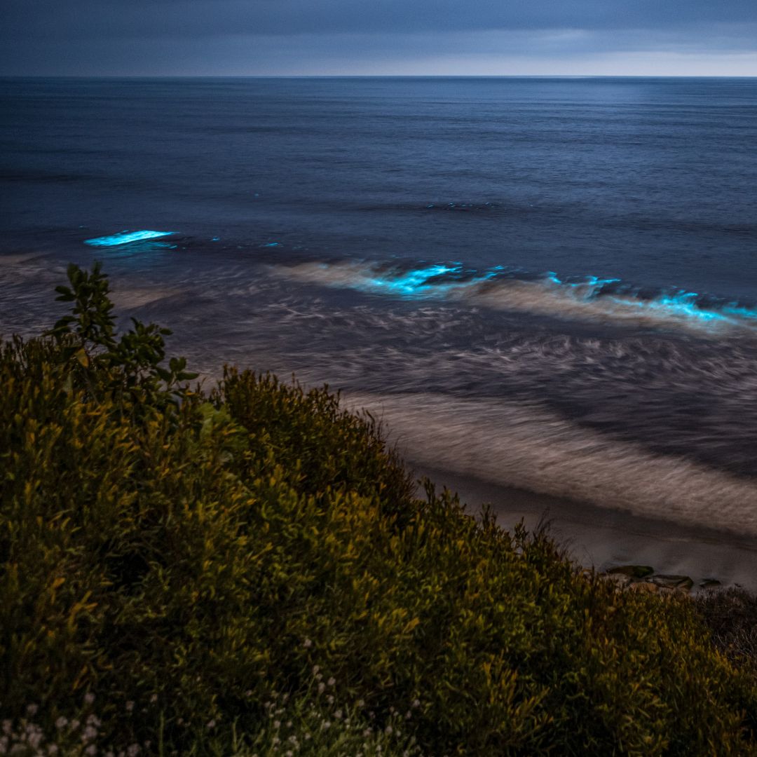 Puerto Mosquito Bioluminescent Bay